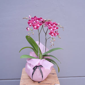 Orchid Sakura