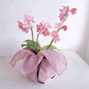 Orchid Sakura
