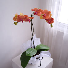 Load image into Gallery viewer, Orchid Novelty
