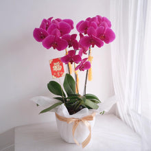 Load image into Gallery viewer, Orchid Lunar
