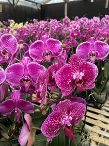 Orchid Novelty