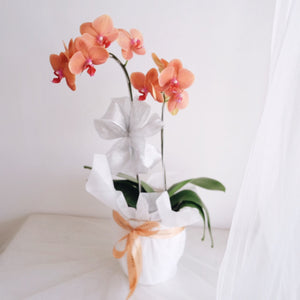 Orchid Novelty