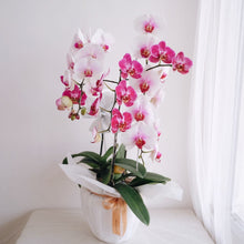 Load image into Gallery viewer, Orchid Novelty
