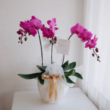 Load image into Gallery viewer, Orchid Royale
